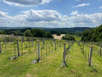 Winnica Świętego Marcina